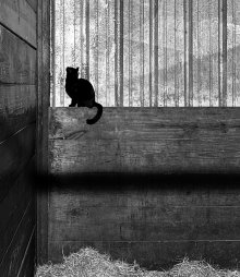 FWCD Photographers Earn Accolades